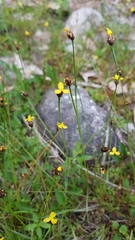 Xyris montana