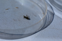 Osmia