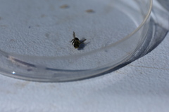 Osmia