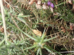 Cacoecimorpha pronubana