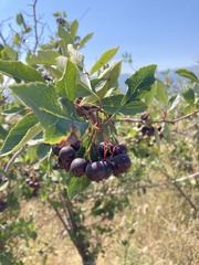 Crataegus douglasii