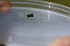 Osmia