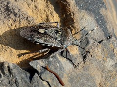 Rhaphigaster nebulosa