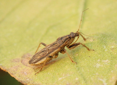 Himacerus major