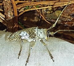 Lochmaeocles nigritarsus