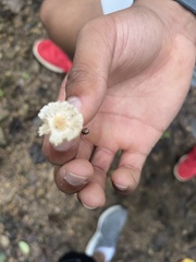 Lepiota cristata