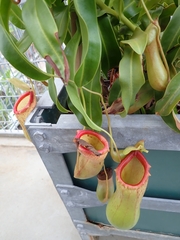 Nepenthes ventricosa