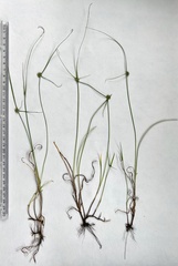 Cyperus brevifolioides