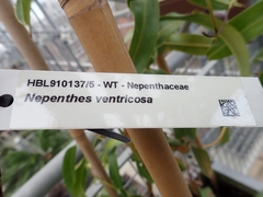 Nepenthes ventricosa