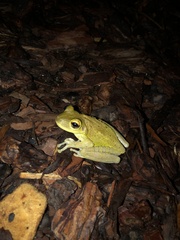 Osteopilus septentrionalis