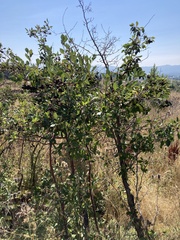 Crataegus douglasii