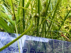 Cyperus brevifolioides