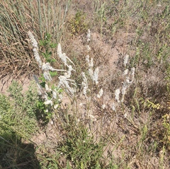 Froelichia floridana