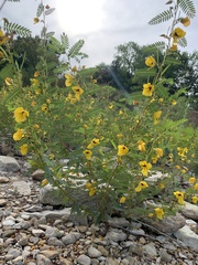 Chamaecrista fasciculata