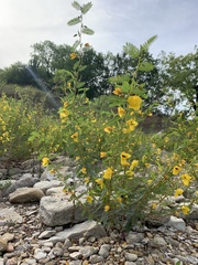 Chamaecrista fasciculata