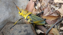 Taeniopoda tamaulipensis