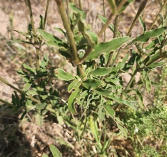Froelichia floridana