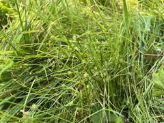 Cyperus brevifolioides