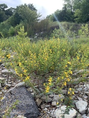 Chamaecrista fasciculata