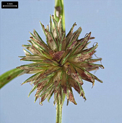 Cyperus brevifolioides