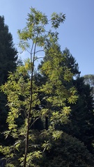 Lyonothamnus floribundus