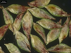 Cyperus brevifolioides