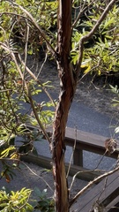 Lyonothamnus floribundus