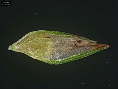 Cyperus brevifolioides