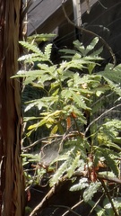 Lyonothamnus floribundus