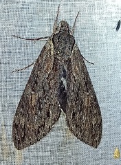 Sphingidae