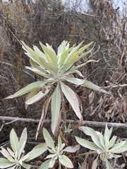 Salvia apiana
