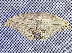 Morphomima fulvitacta