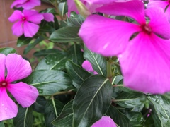 Catharanthus roseus