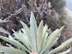 Salvia apiana