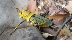 Taeniopoda tamaulipensis