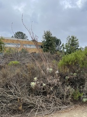 Salvia apiana