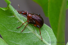 Paratrachelophorus nodicornis