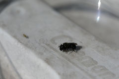 Osmia