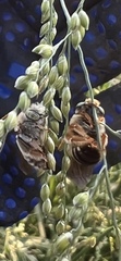 Apinae