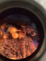 Hemitrichia calyculata