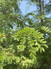 Gleditsia