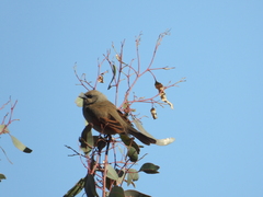 Agelaioides badius