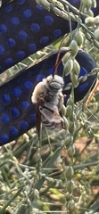Apinae
