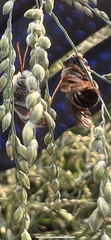 Apinae