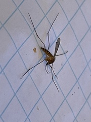Culicinae