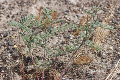 Astragalus speirocarpus