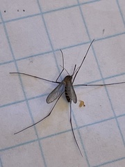 Culicinae