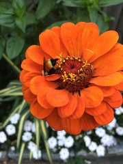 Bombus huntii