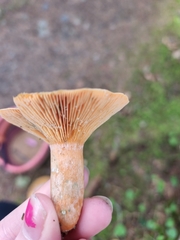 Lactarius