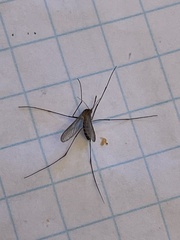 Culicinae